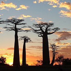Photo de baobabs